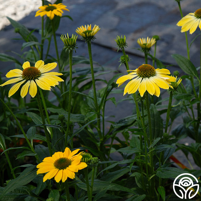 Sombrero® Lemon Yellow