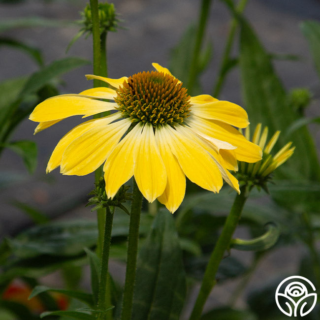 Sombrero® Lemon Yellow