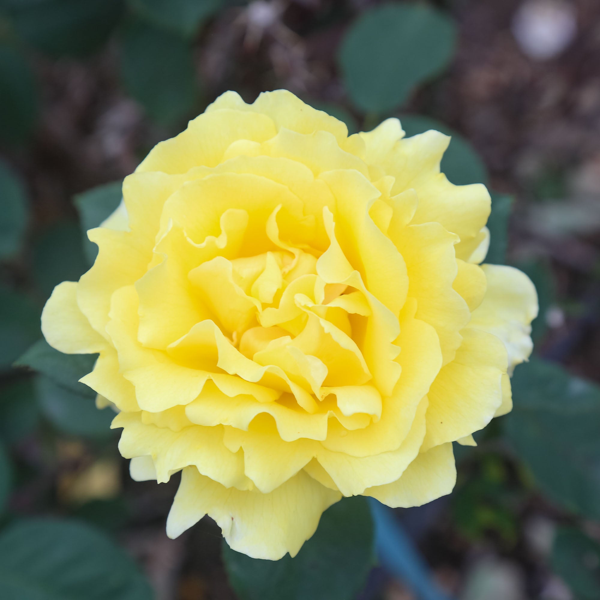 Mellow Yellow