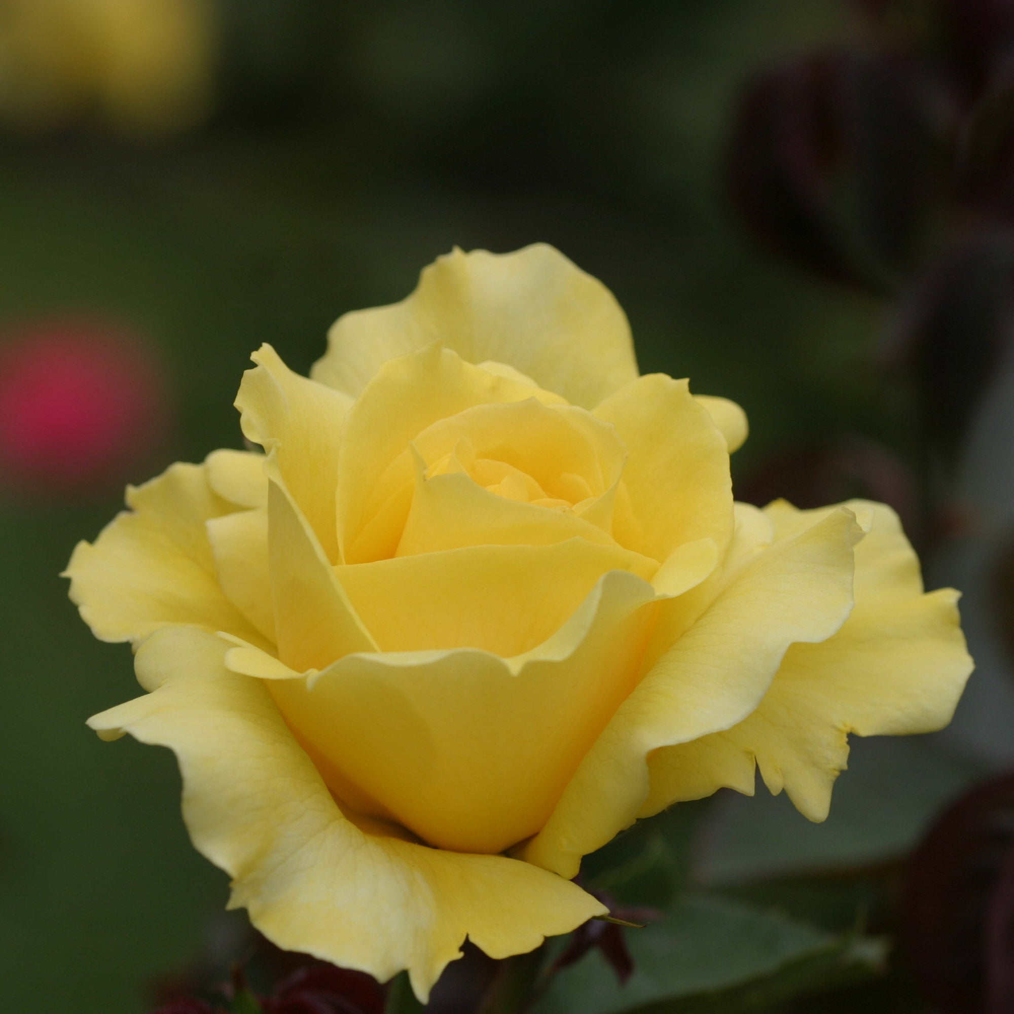 Mellow Yellow