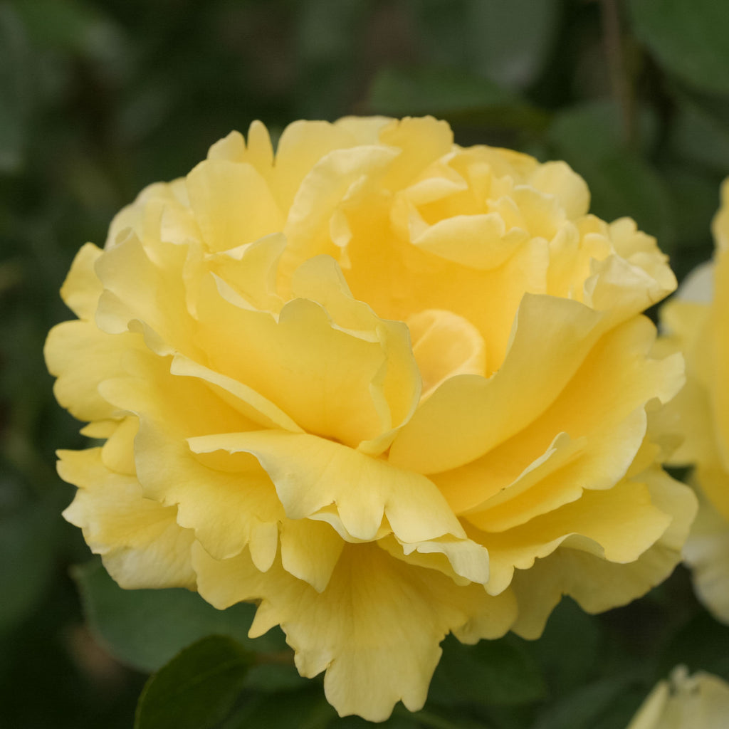 Mellow Yellow