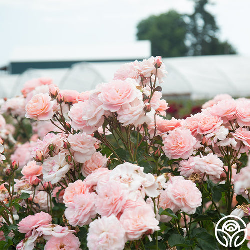 Memories Shrub Rose