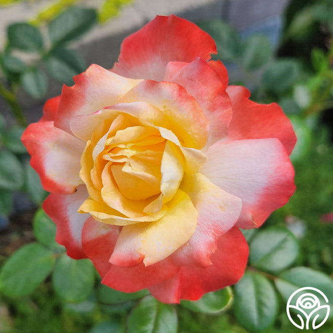 Mercury Rising™ – Heirloom Roses