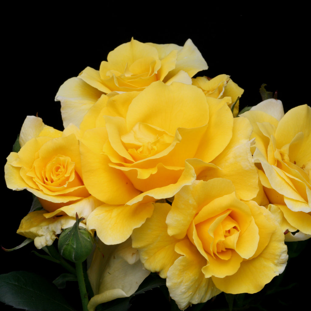 Midas Touch™