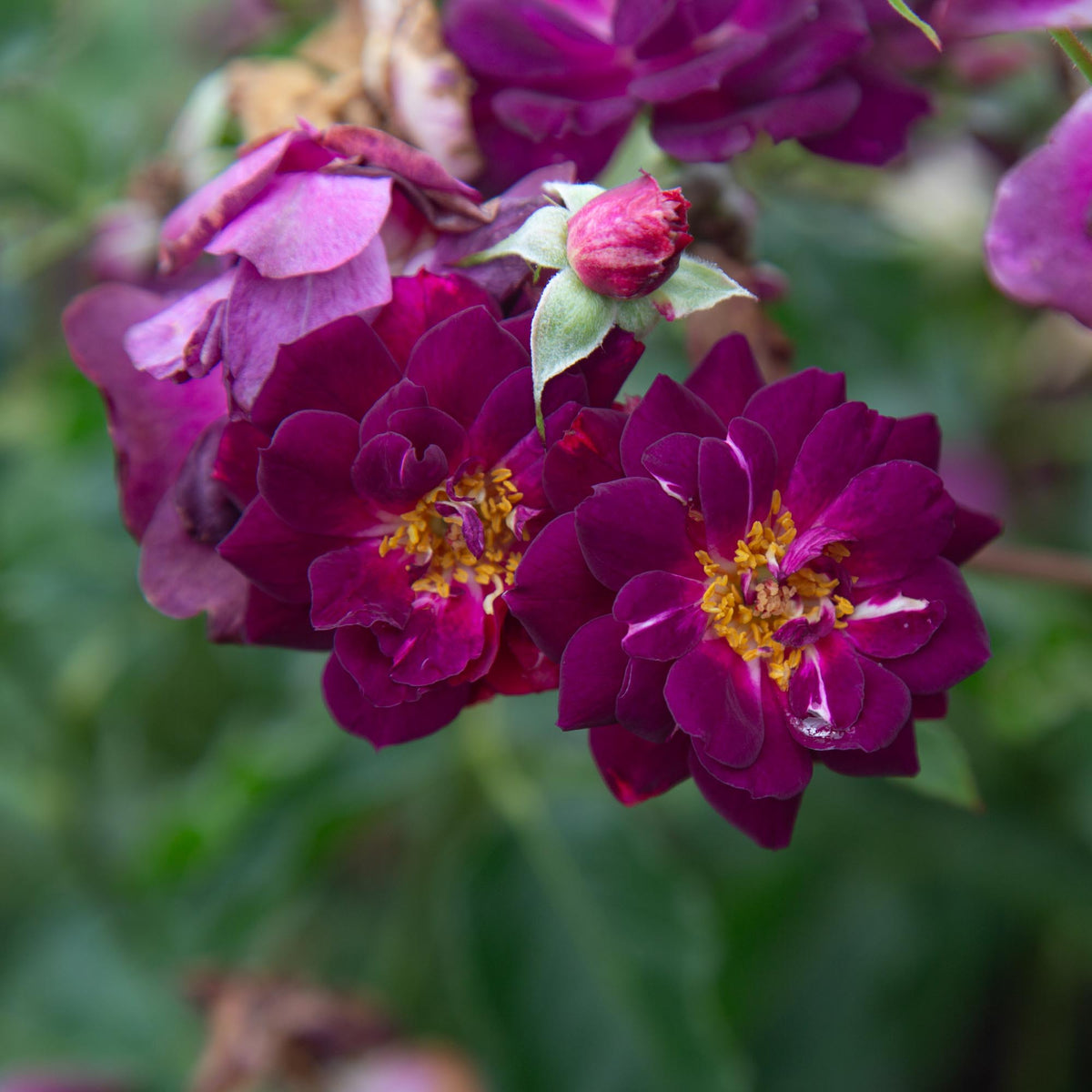 Midnight Blue Shrub Rose | Fragrant Rose Bush – Heirloom