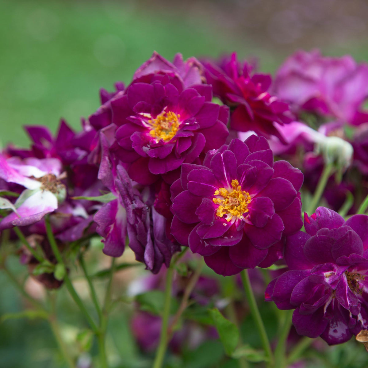Midnight Blue Shrub Rose | Fragrant Rose Bush – Heirloom