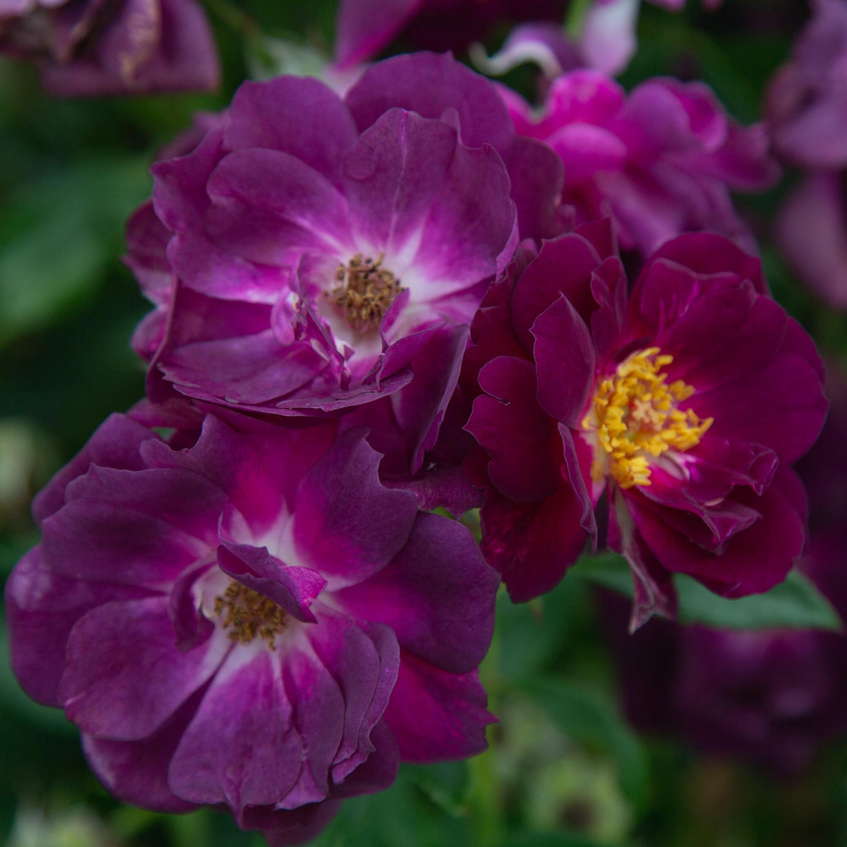 Midnight Blue Shrub Rose | Fragrant Rose Bush – Heirloom