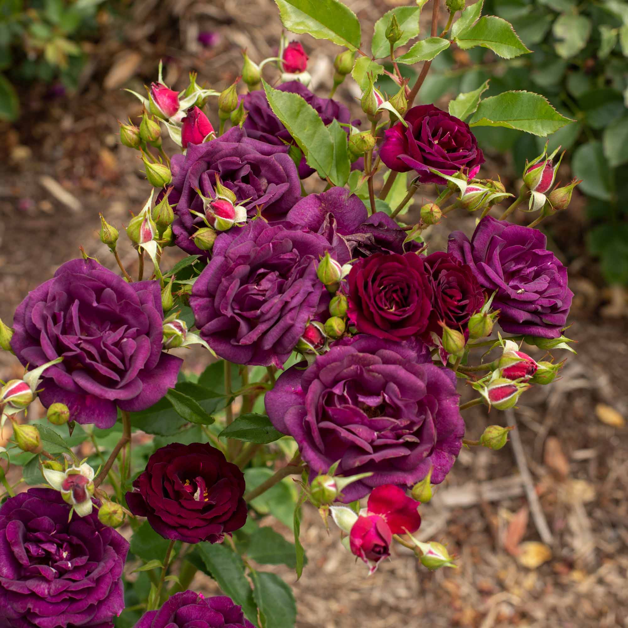 Weeks Roses Collection – Page 3 – Heirloom