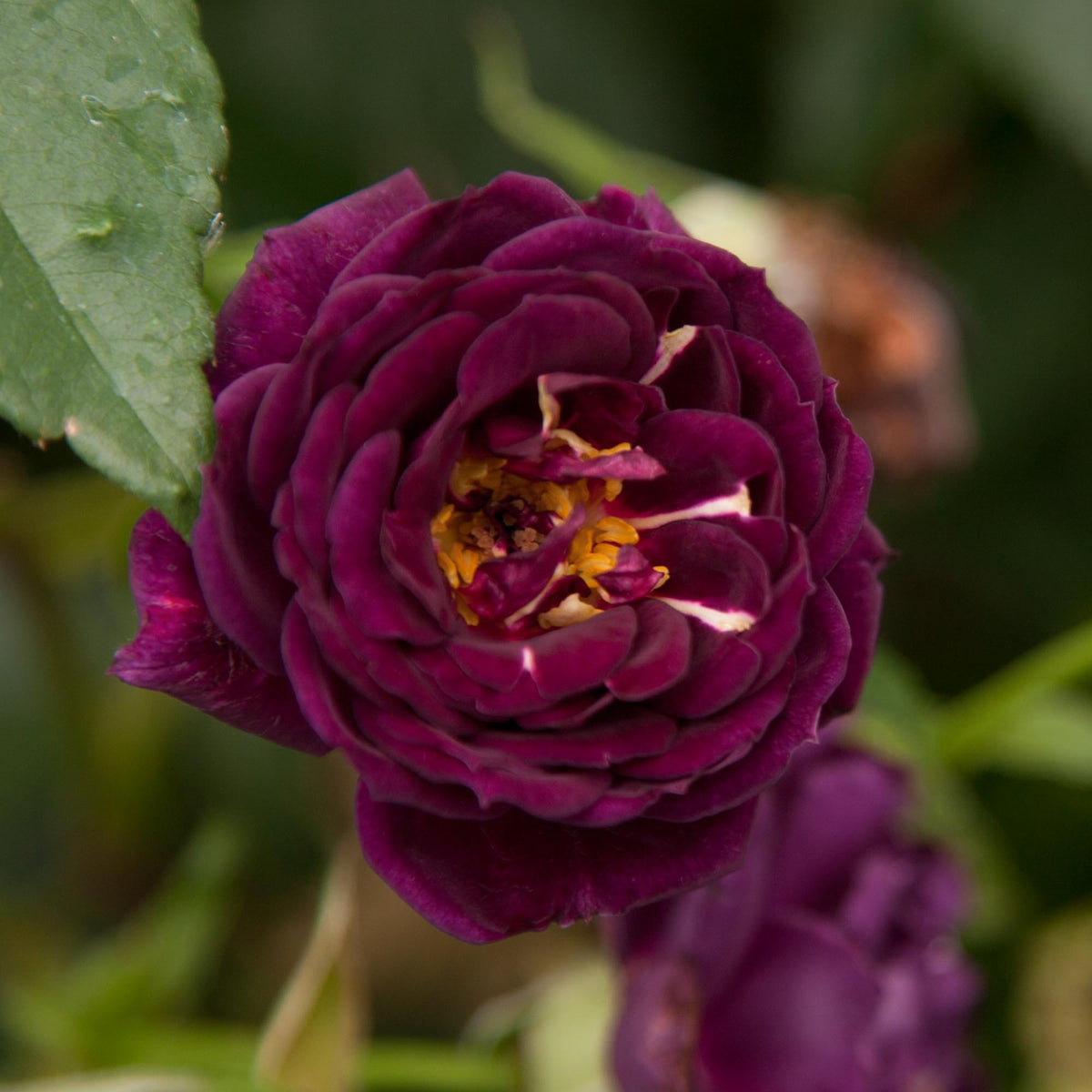Midnight Blue Shrub Rose | Fragrant Rose Bush – Heirloom