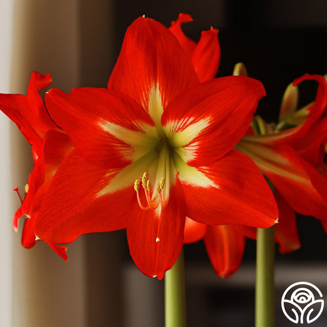 Amaryllis Bulbs