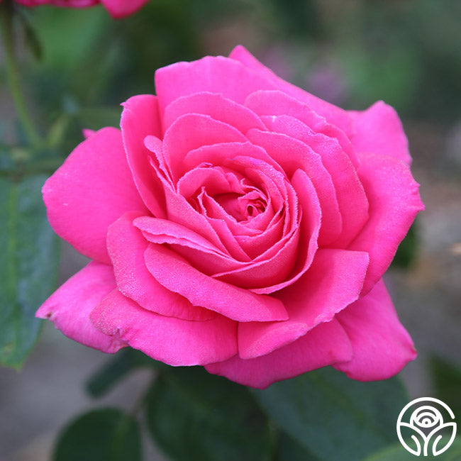 Miss All-American Beauty – Heirloom Roses