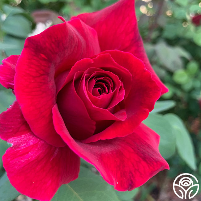 mr lincoln rose seeds Mister Lincoln®