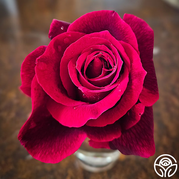 Mister Lincoln Hybrid Tea Rose | Fragrant Rose Bush – Heirloom