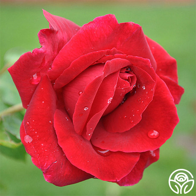 Romantic Red Bouquet Collection