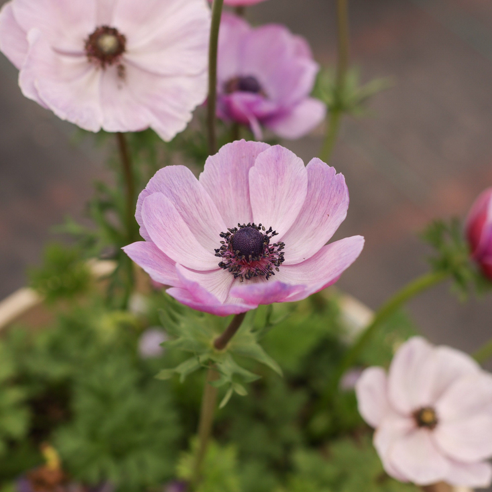 Mistral Milka | Anemone Garden Plant – Heirloom