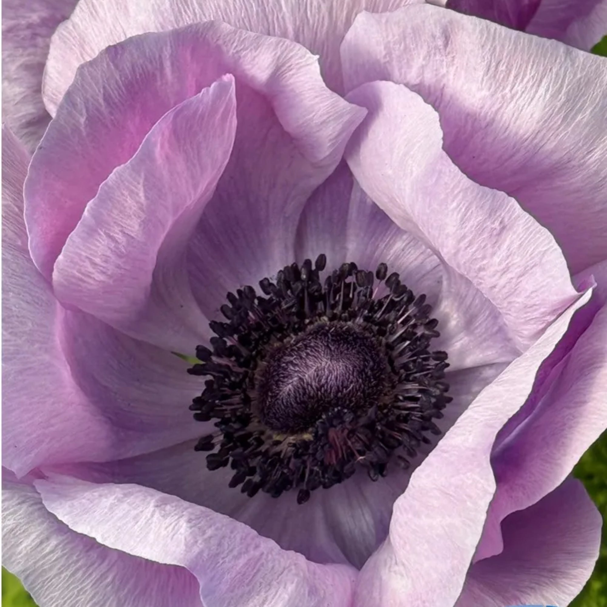 Mistral Milka