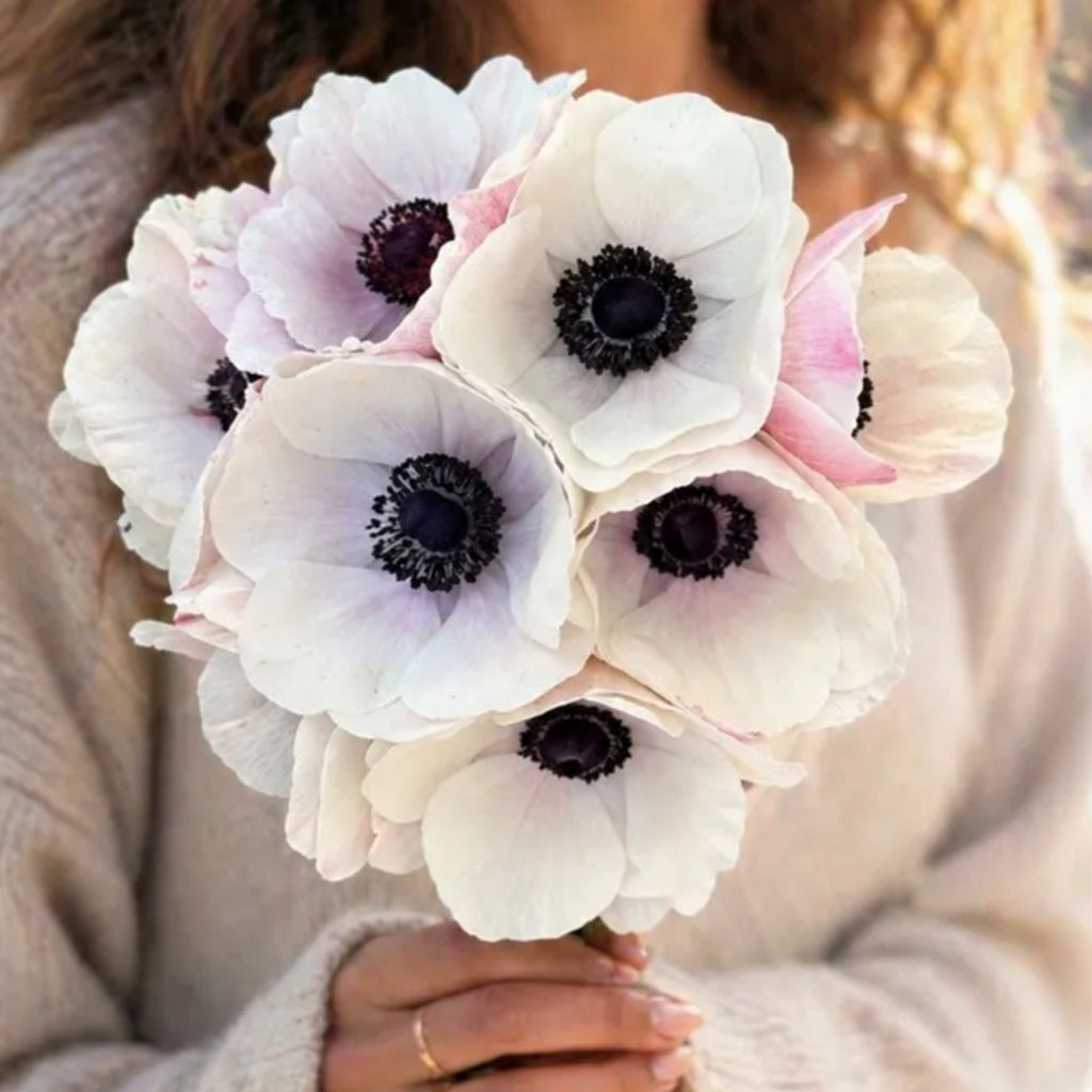 Mistral Panda Mistral Panda | Anemone Garden Plant – Heirloom