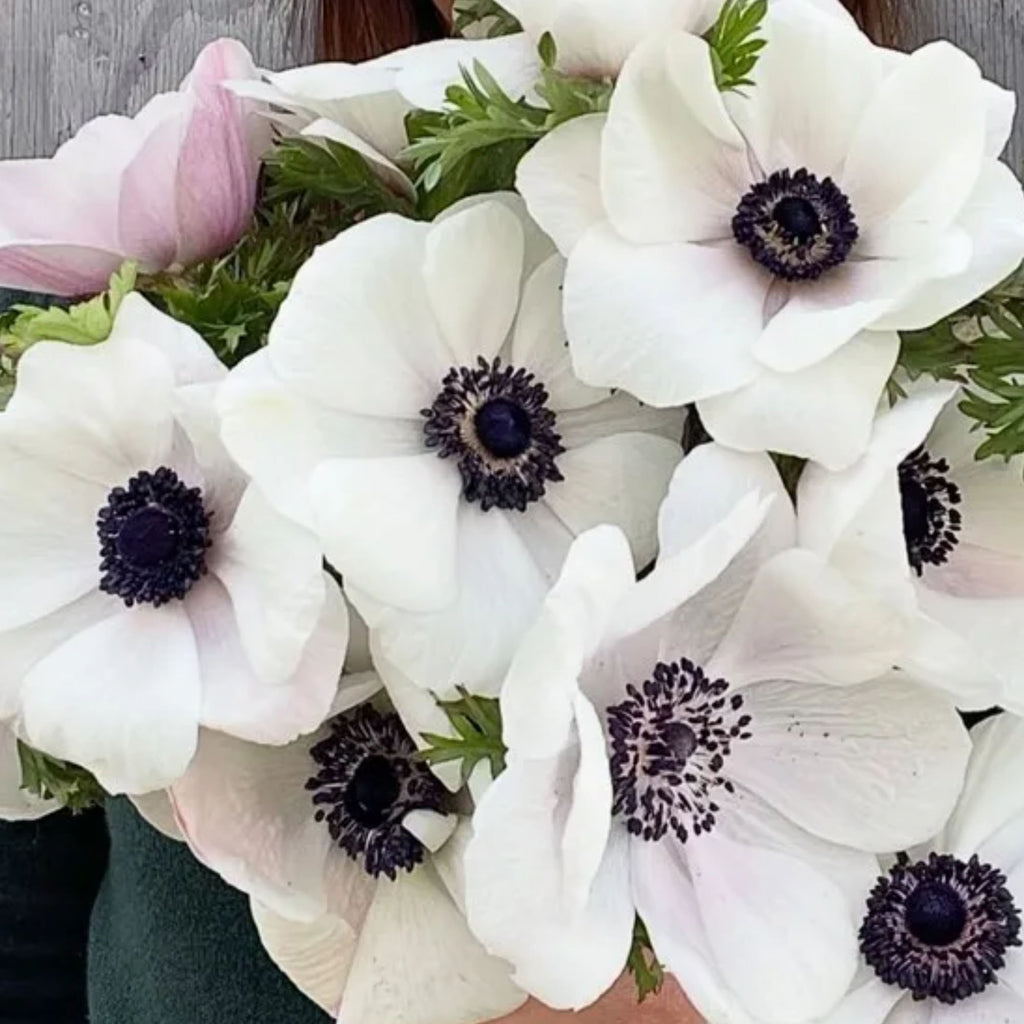 Mistral Panda Mistral Panda | Anemone Garden Plant – Heirloom
