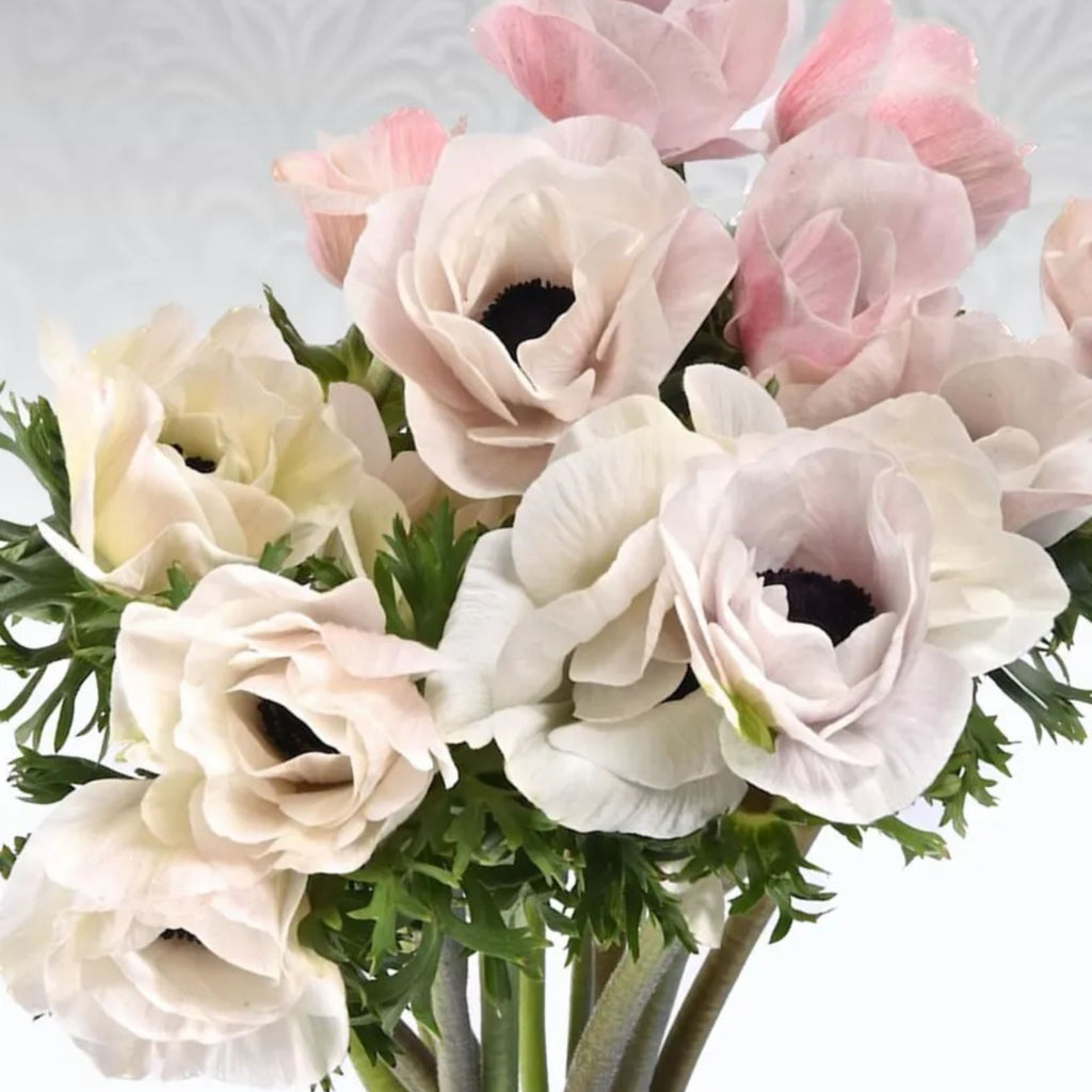 Mistral Panda Mistral Panda | Anemone Garden Plant – Heirloom