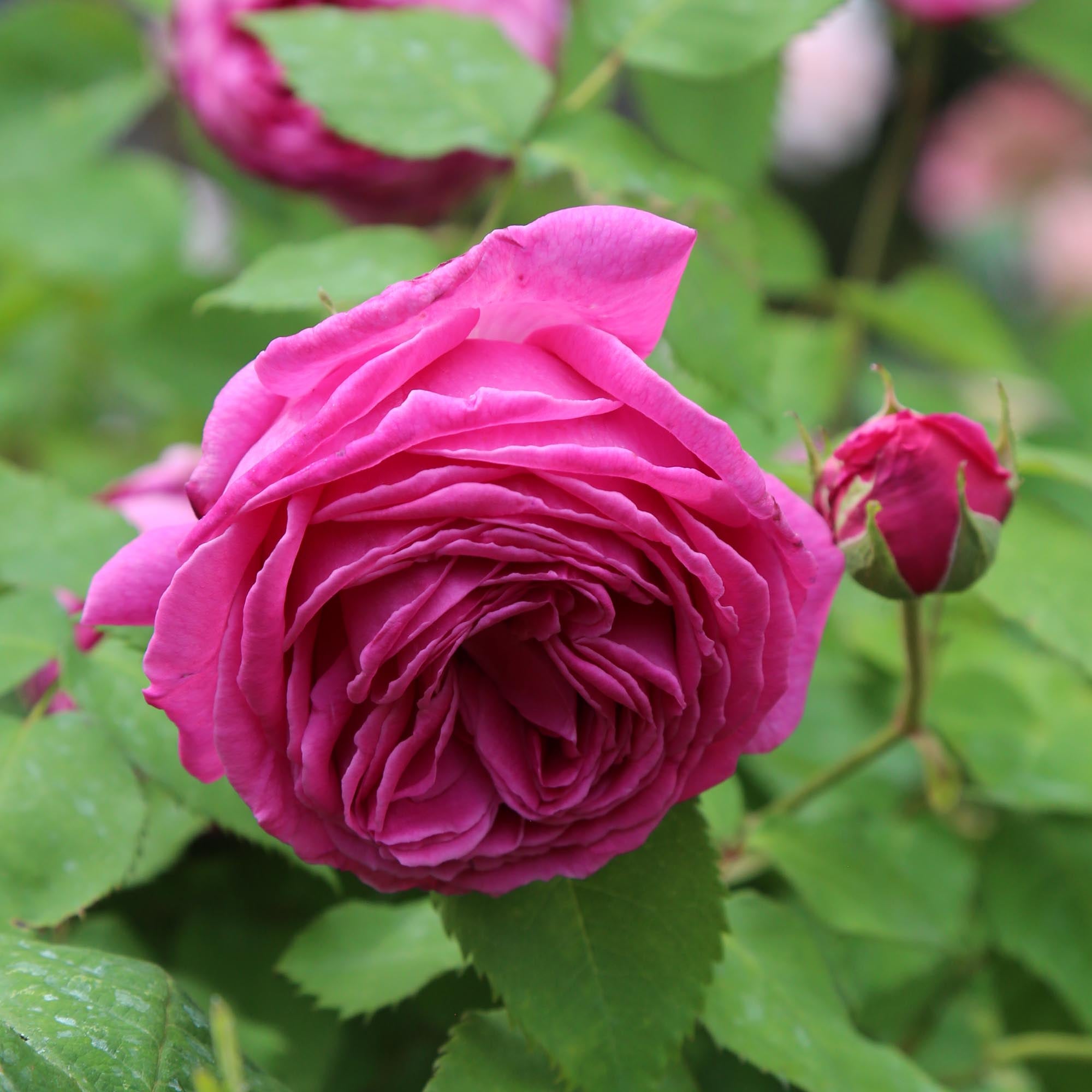 Mme Isaac Pereire Bourbons Rose | Fragrant Rose Bush – Heirloom