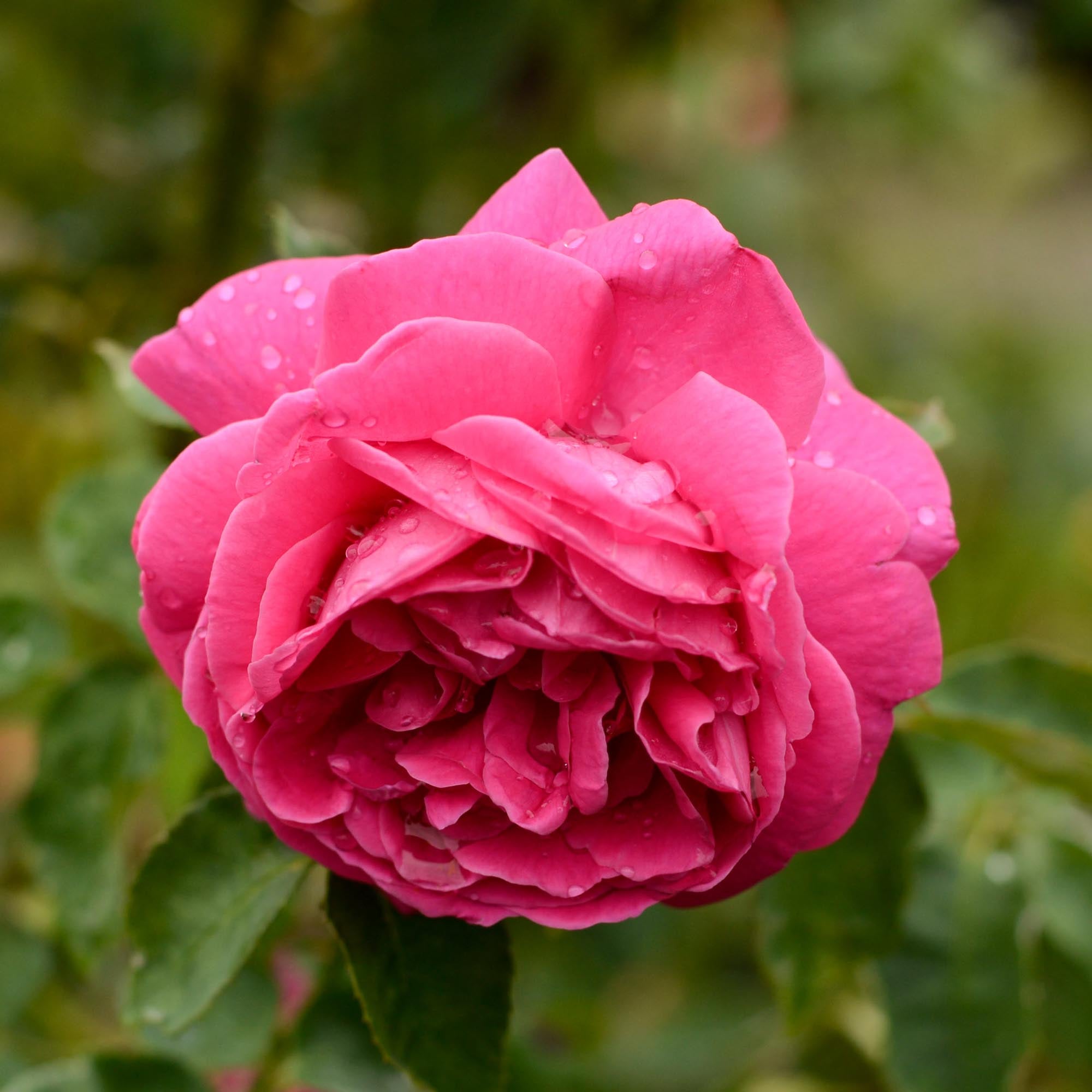 Mme Isaac Pereire Bourbons Rose | Fragrant Rose Bush – Heirloom
