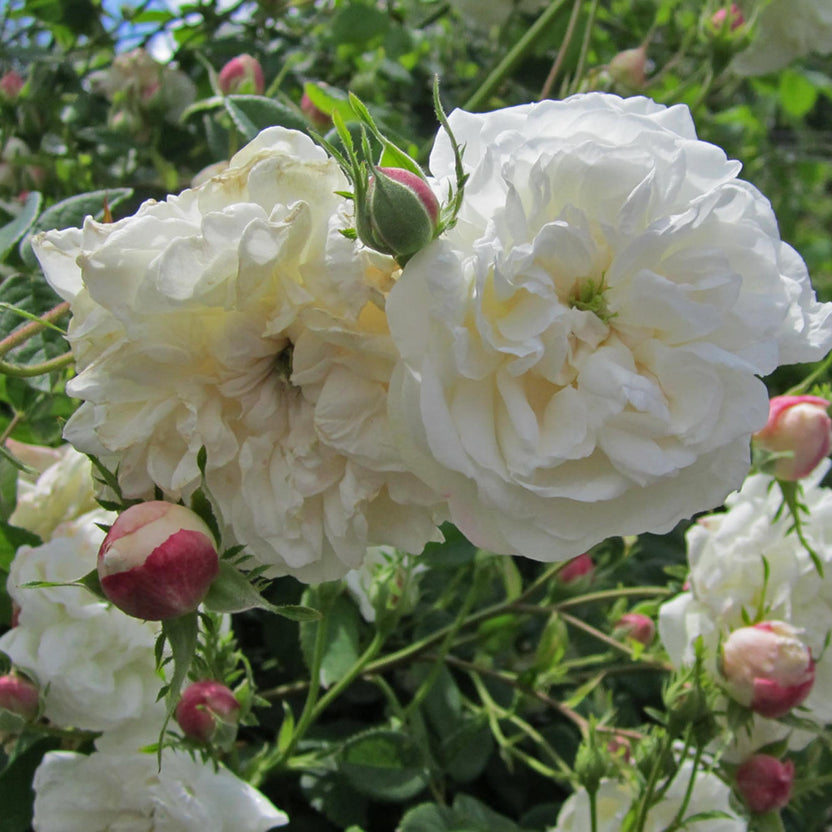 Alba Rose Collection – Heirloom