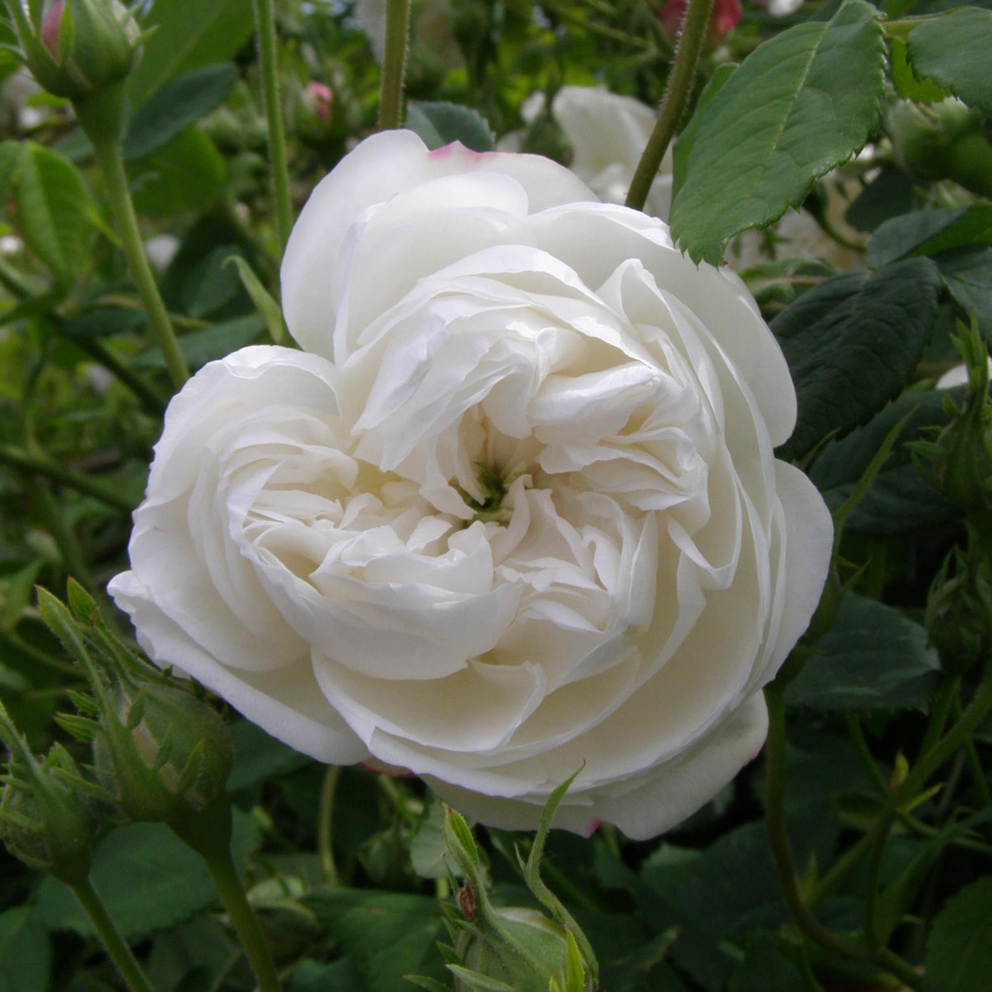 Mme Plantier