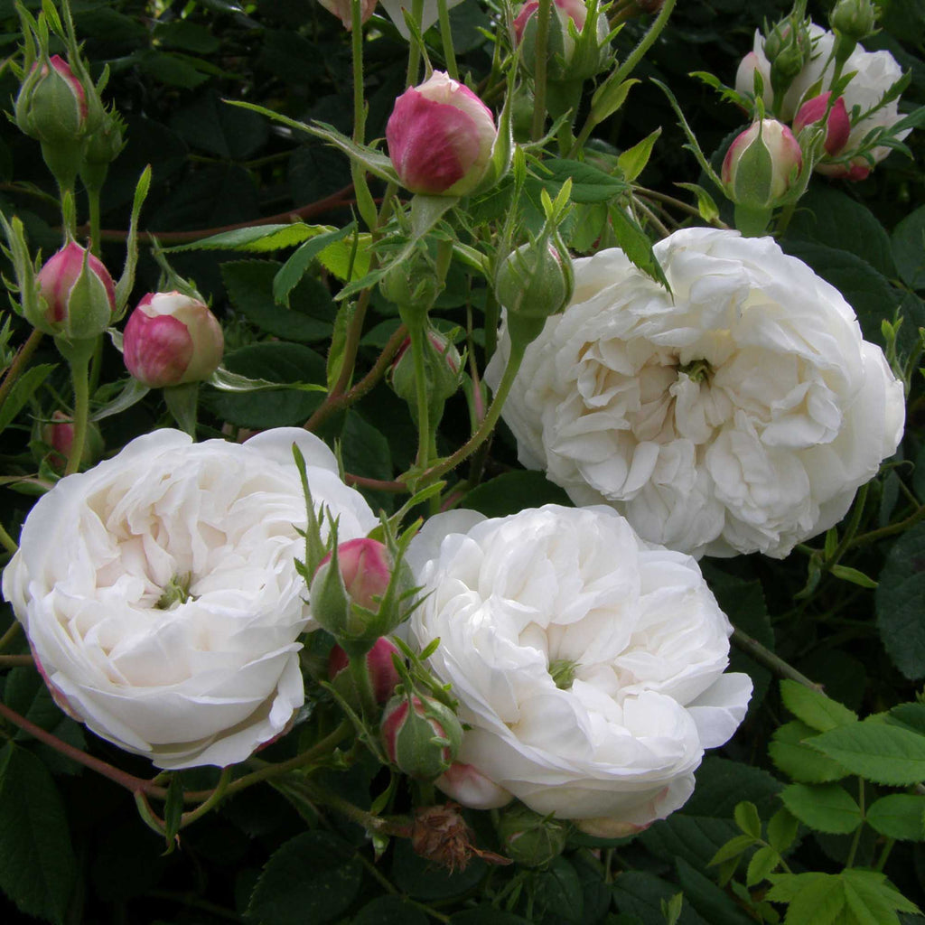 Mme Plantier