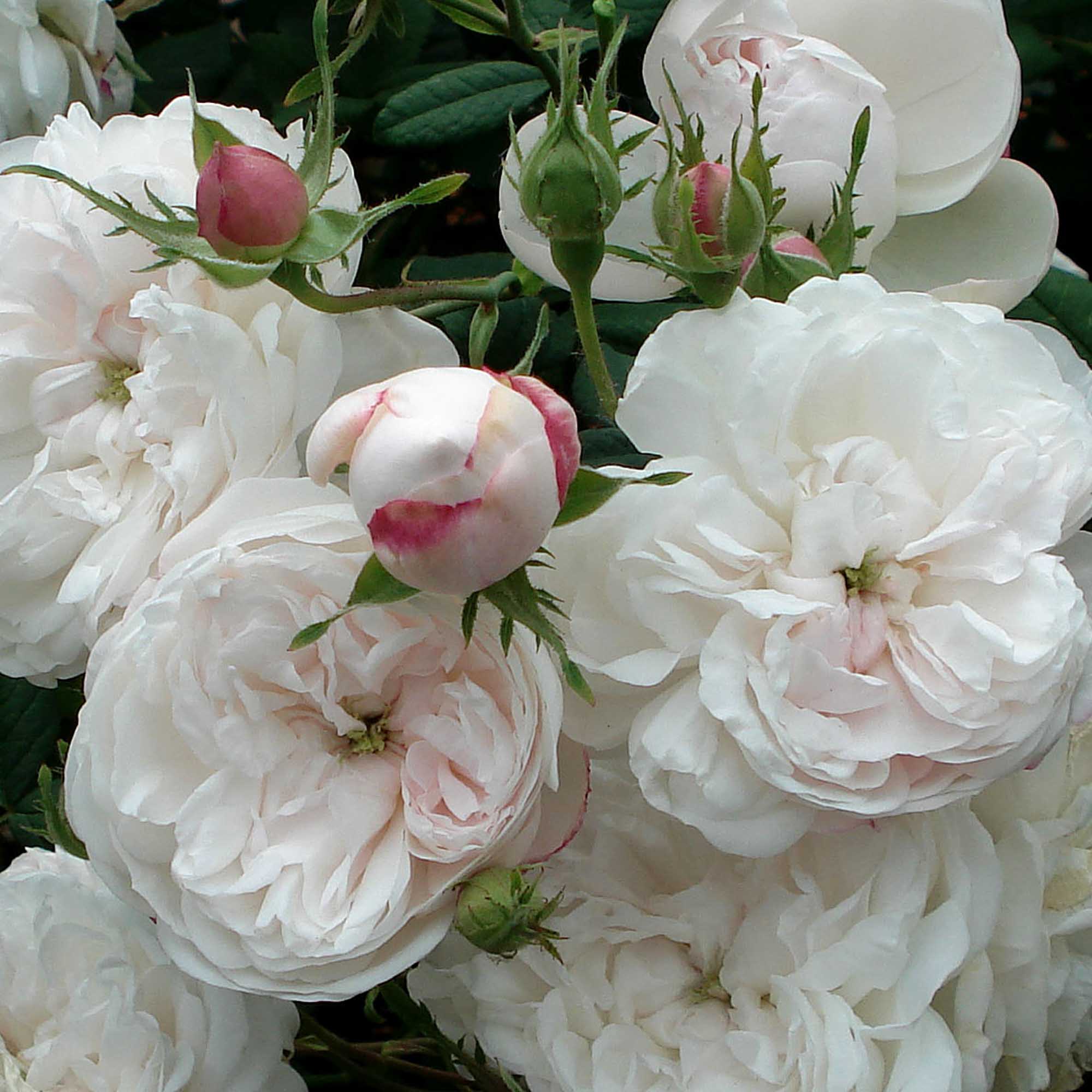 Alba Rose Collection – Heirloom