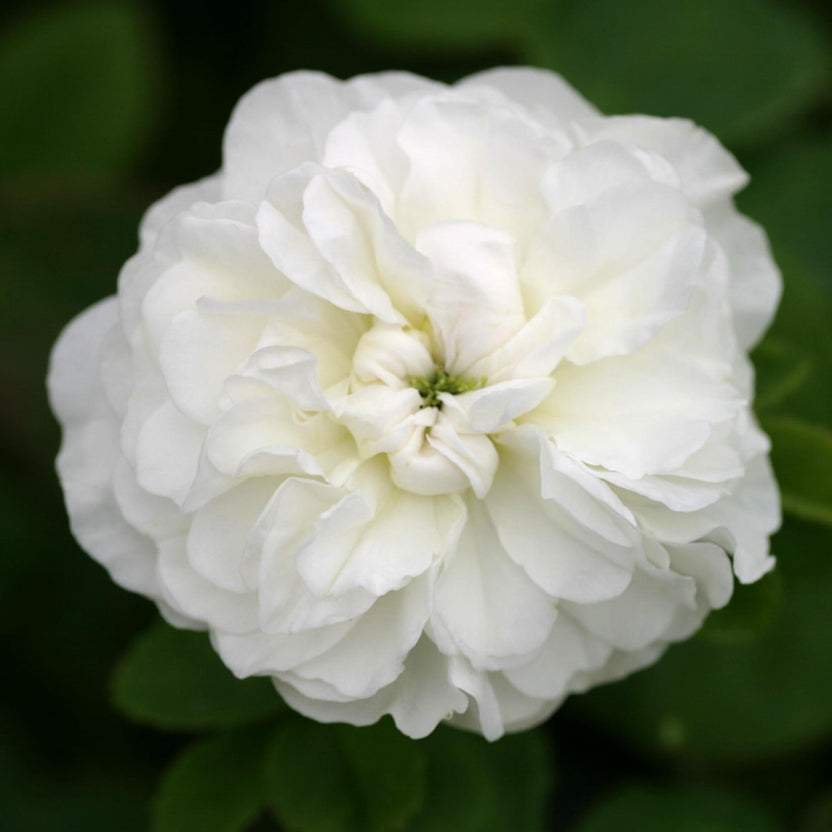 Alba Rose Collection – Heirloom