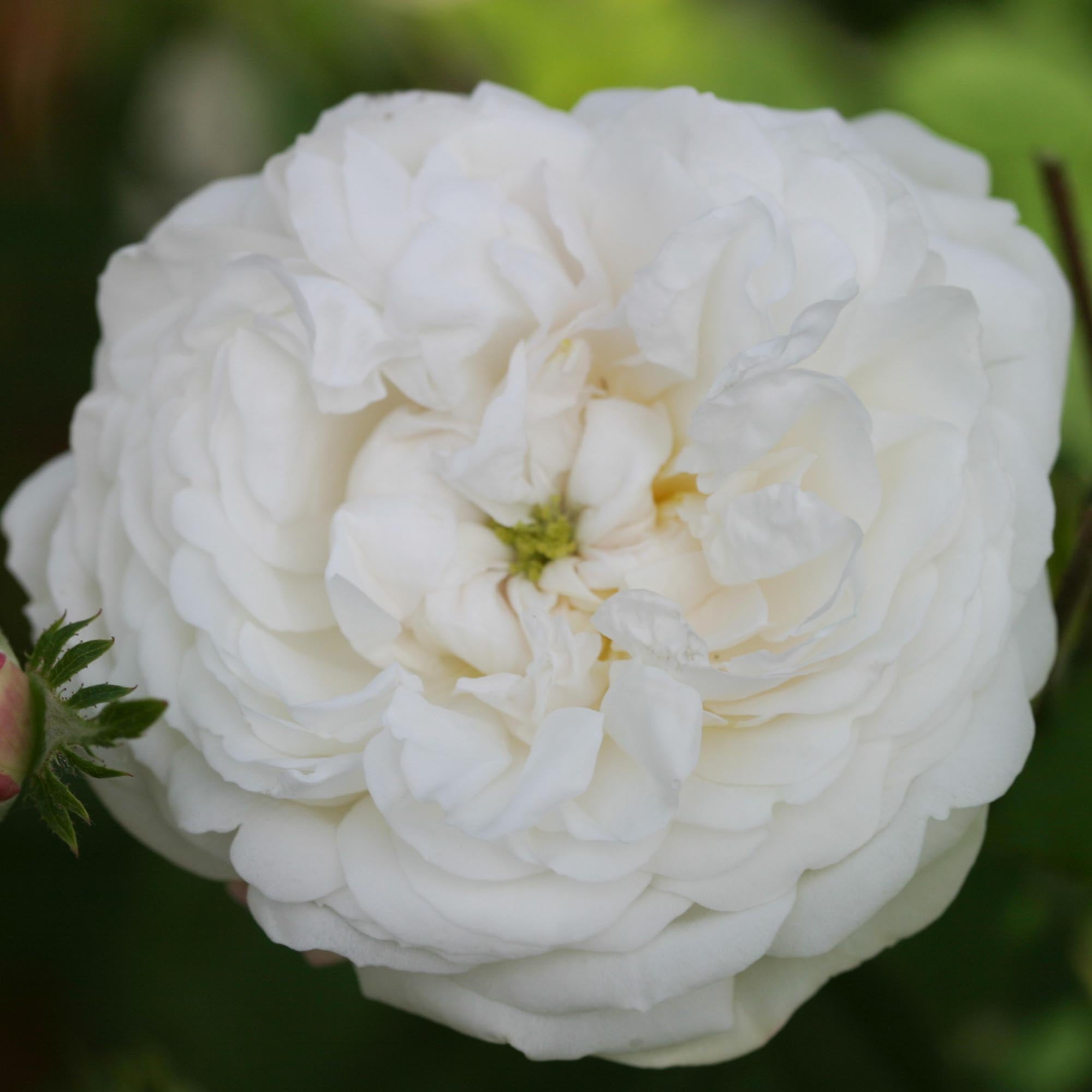 Mme Plantier