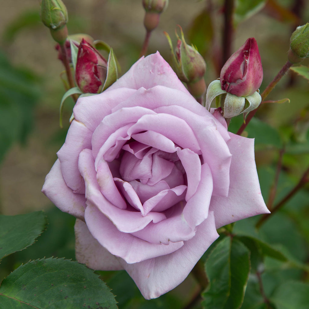 Mme Violet