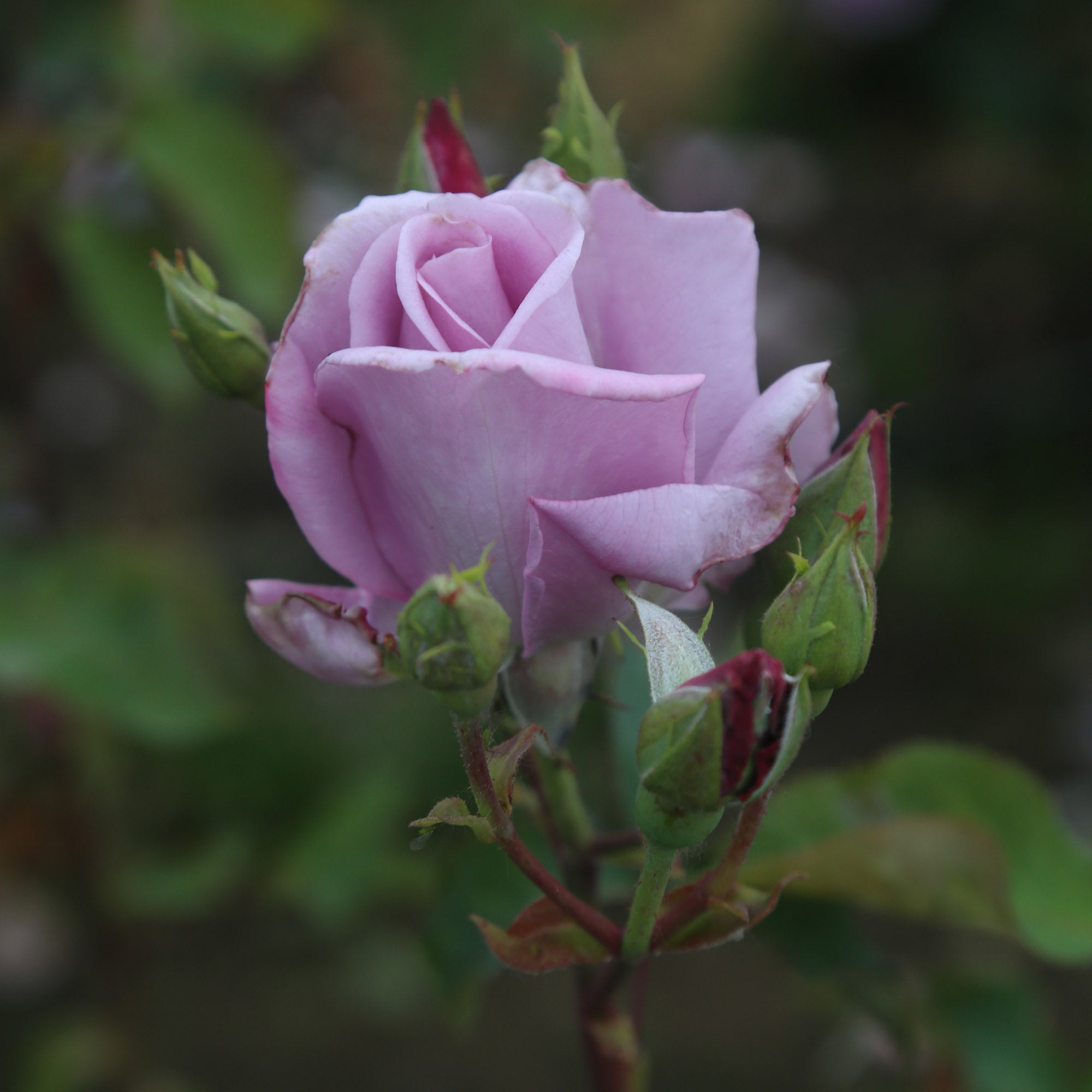 Mme Violet Hybrid Tea Rose | Purple Rose Bush – Heirloom