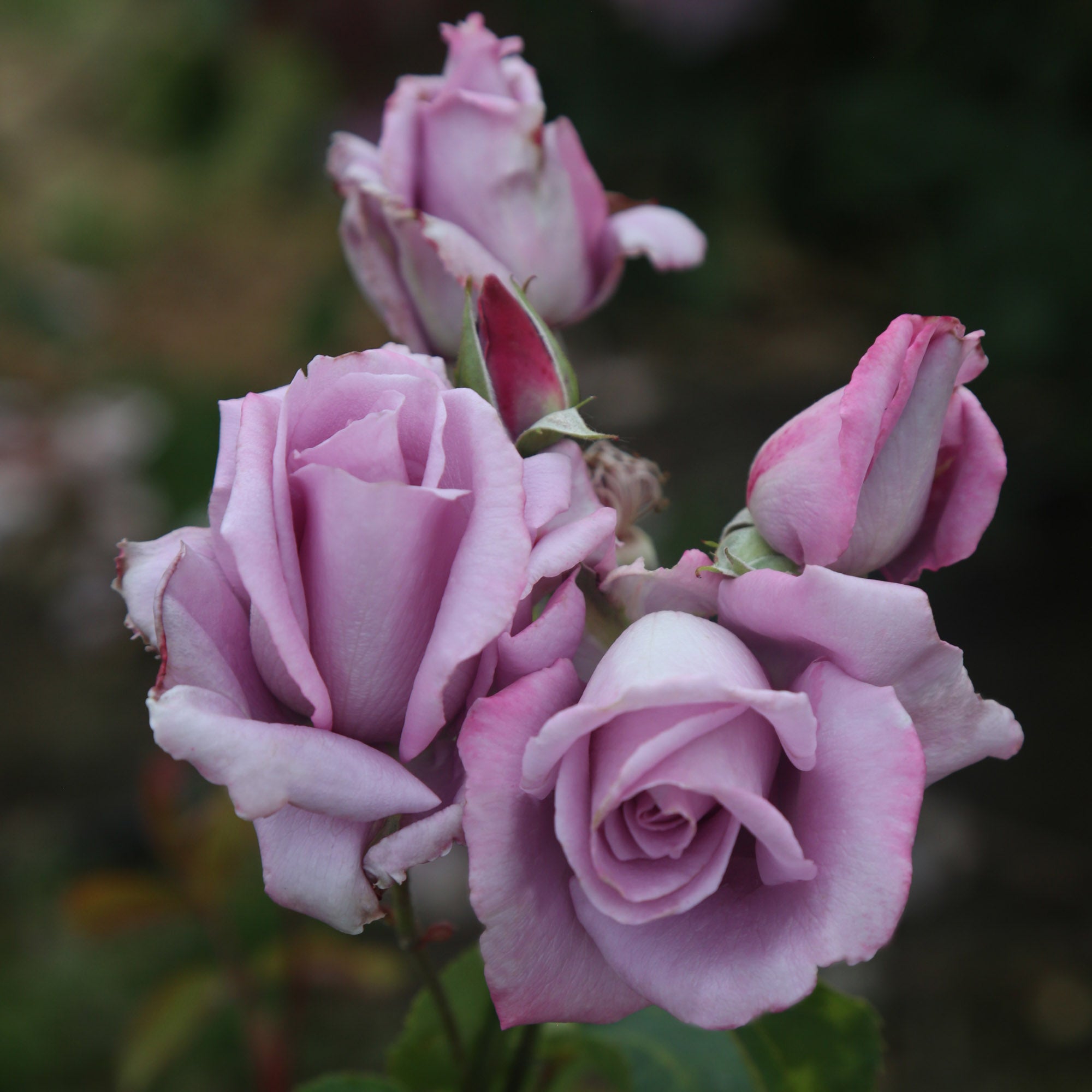 Mme Violet