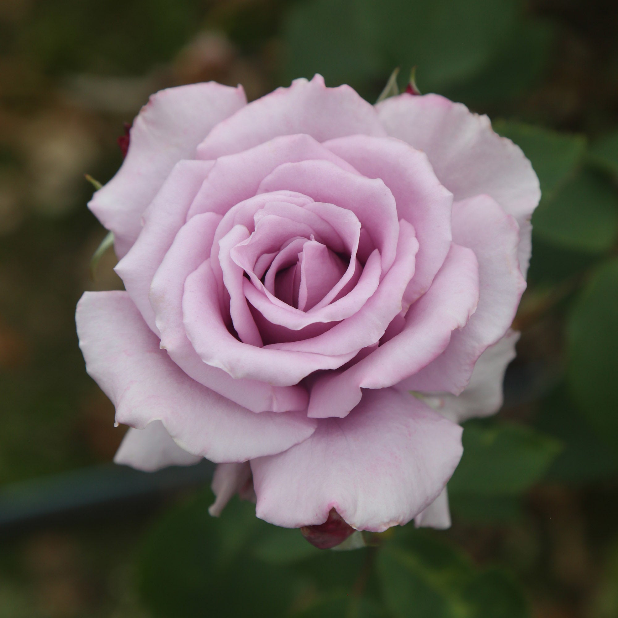 Mme Violet Hybrid Tea Rose | Purple Rose Bush – Heirloom