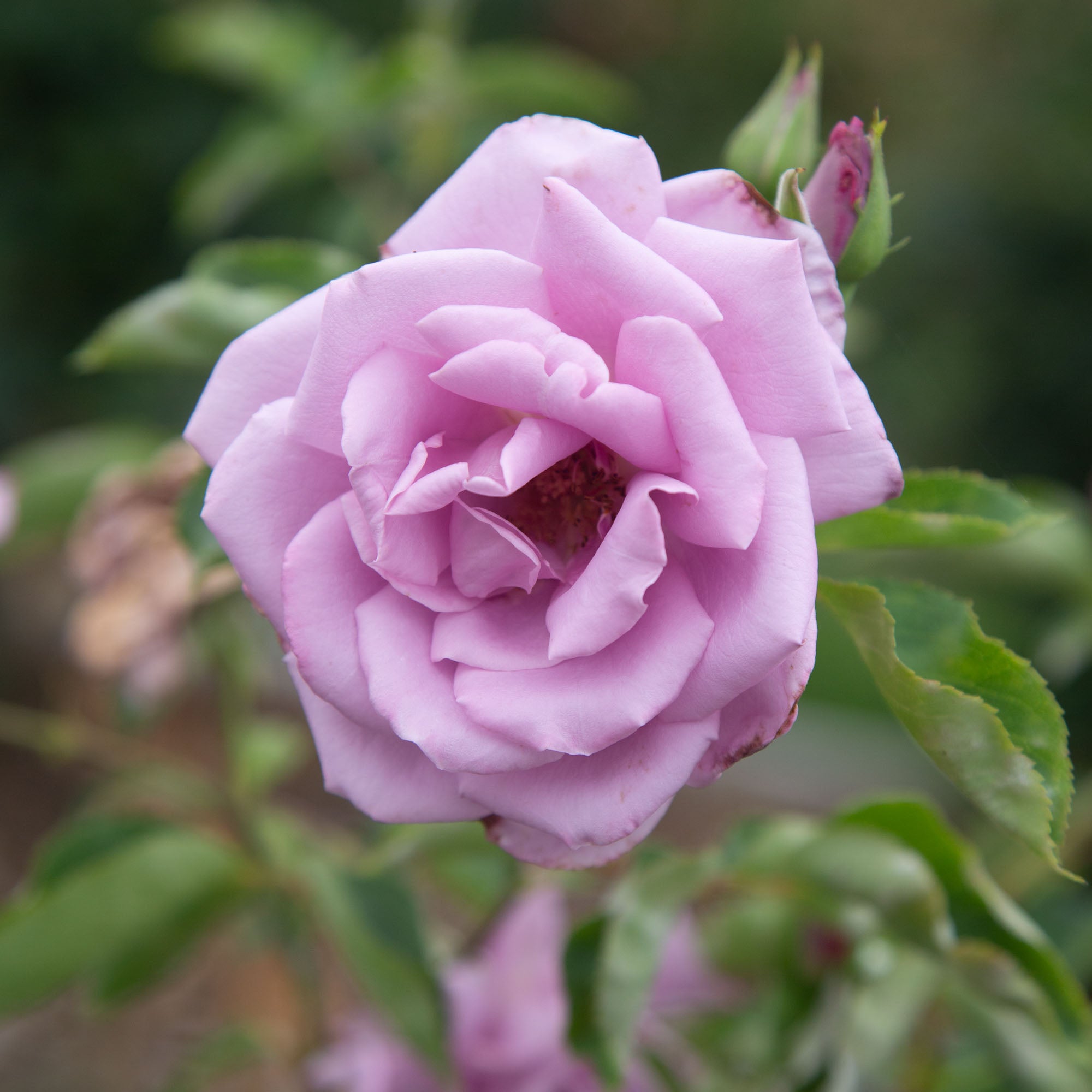 Mme Violet