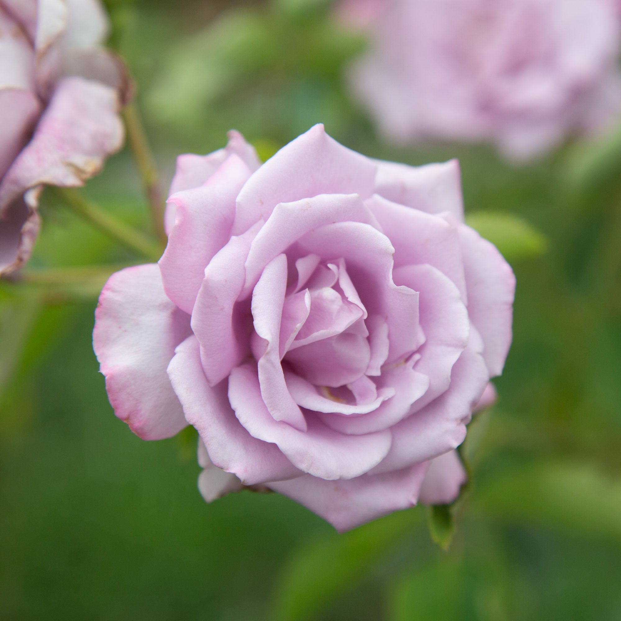 Mme Violet Hybrid Tea Rose | Purple Rose Bush – Heirloom