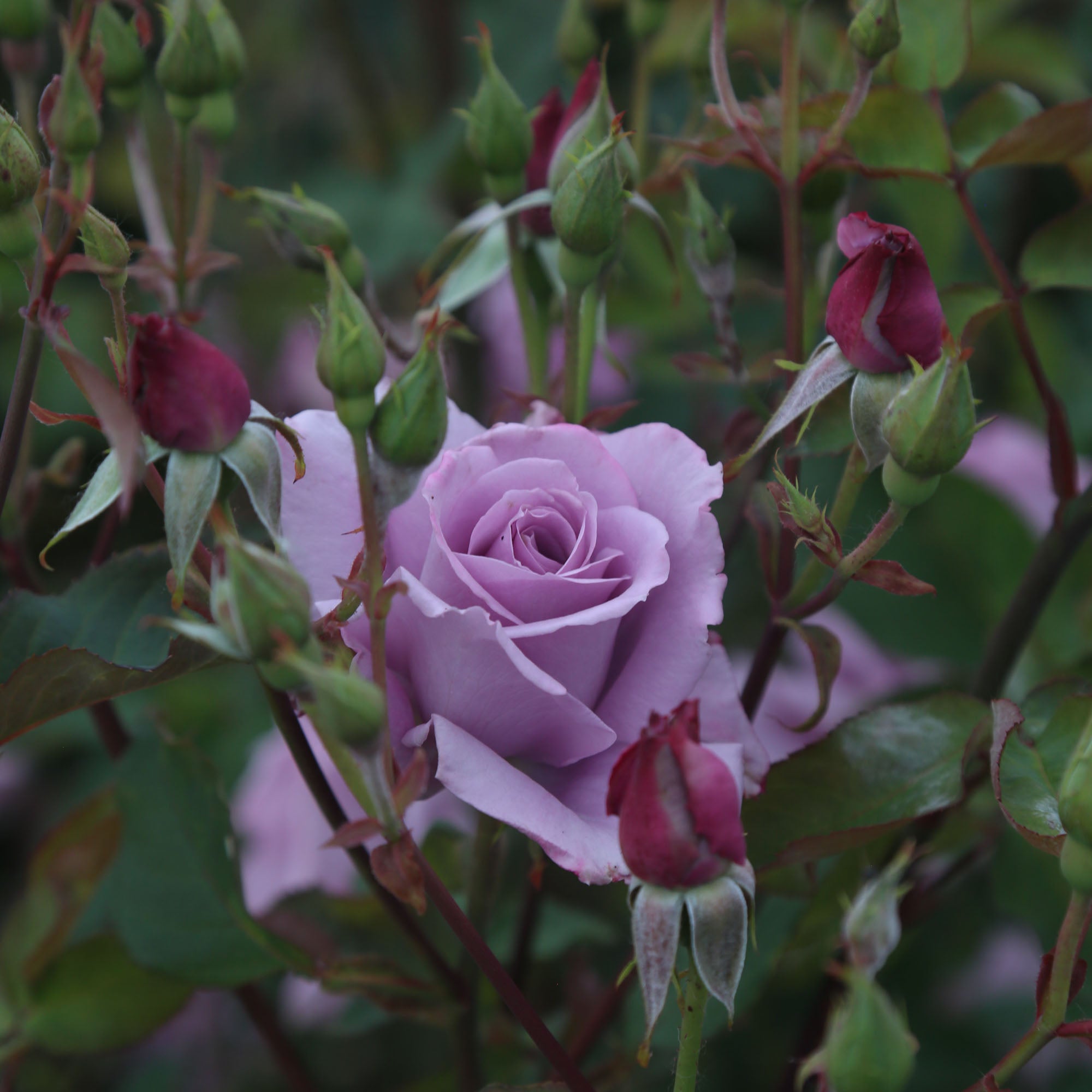 Mme Violet Hybrid Tea Rose | Purple Rose Bush – Heirloom
