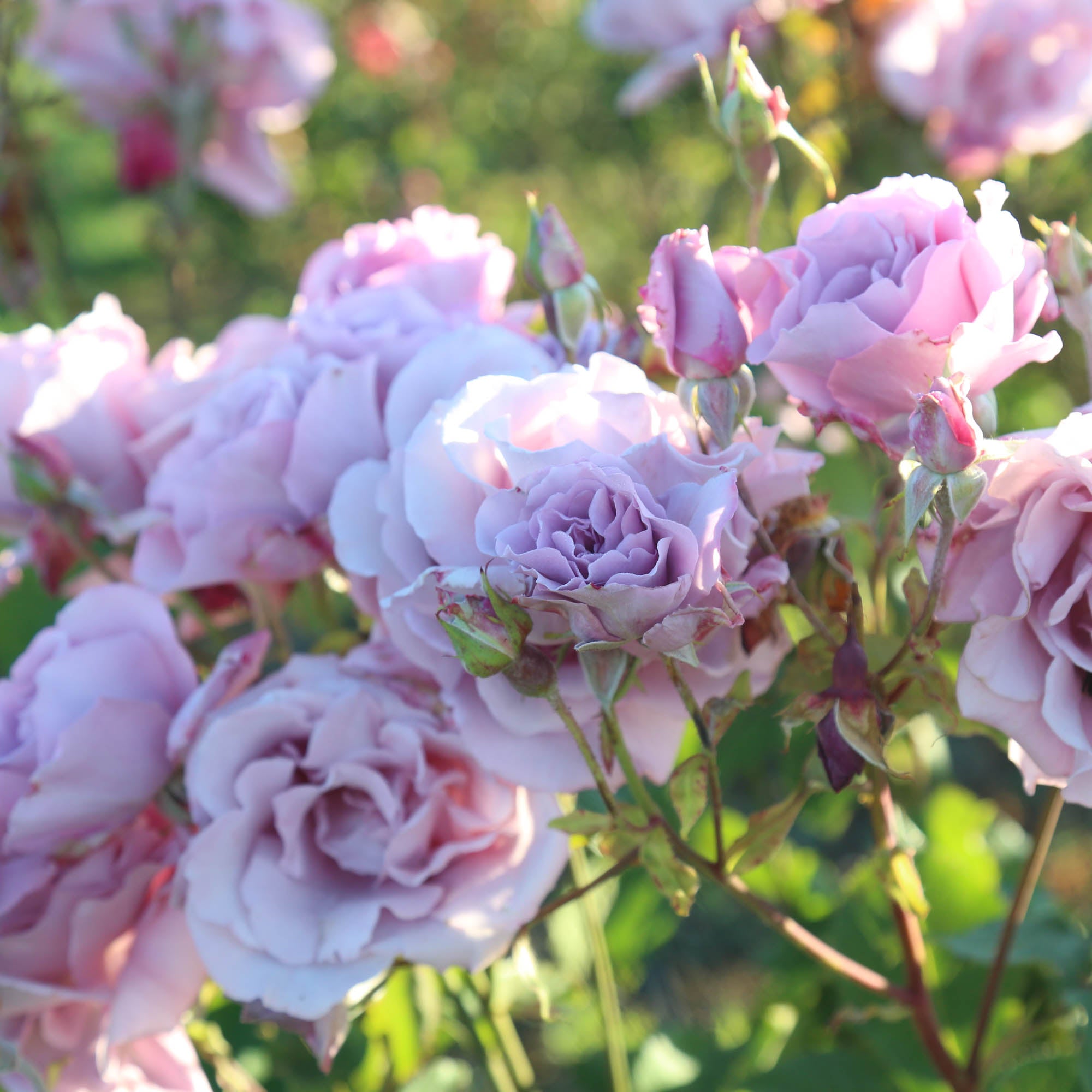 Mme Violet Hybrid Tea Rose | Purple Rose Bush – Heirloom
