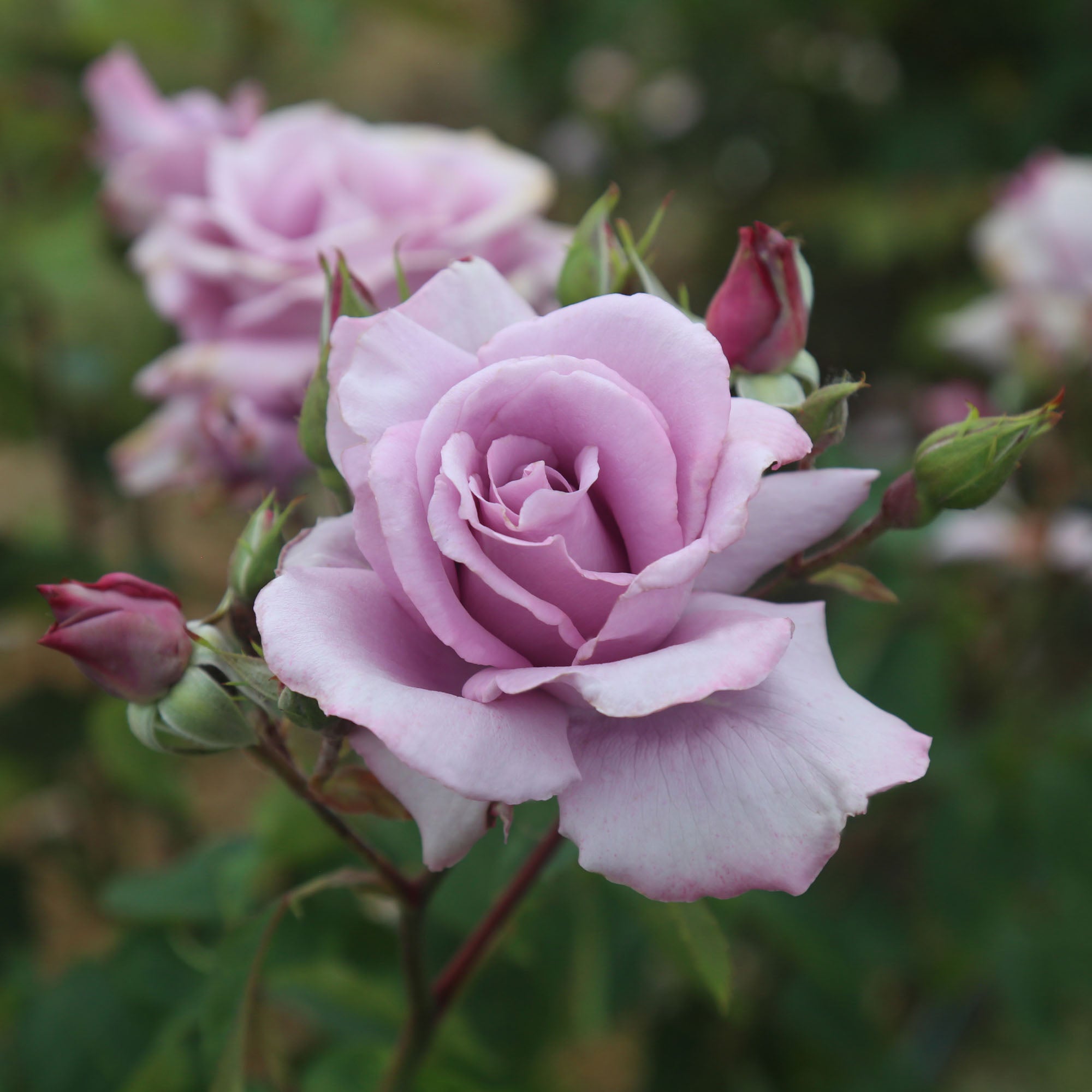 Mme Violet