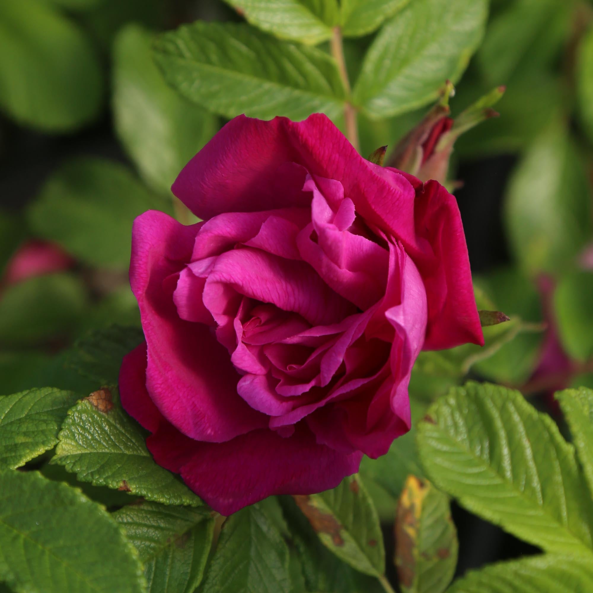 Moje Hammarberg Rugosa Rose | Fragrant Rose Plant – Heirloom