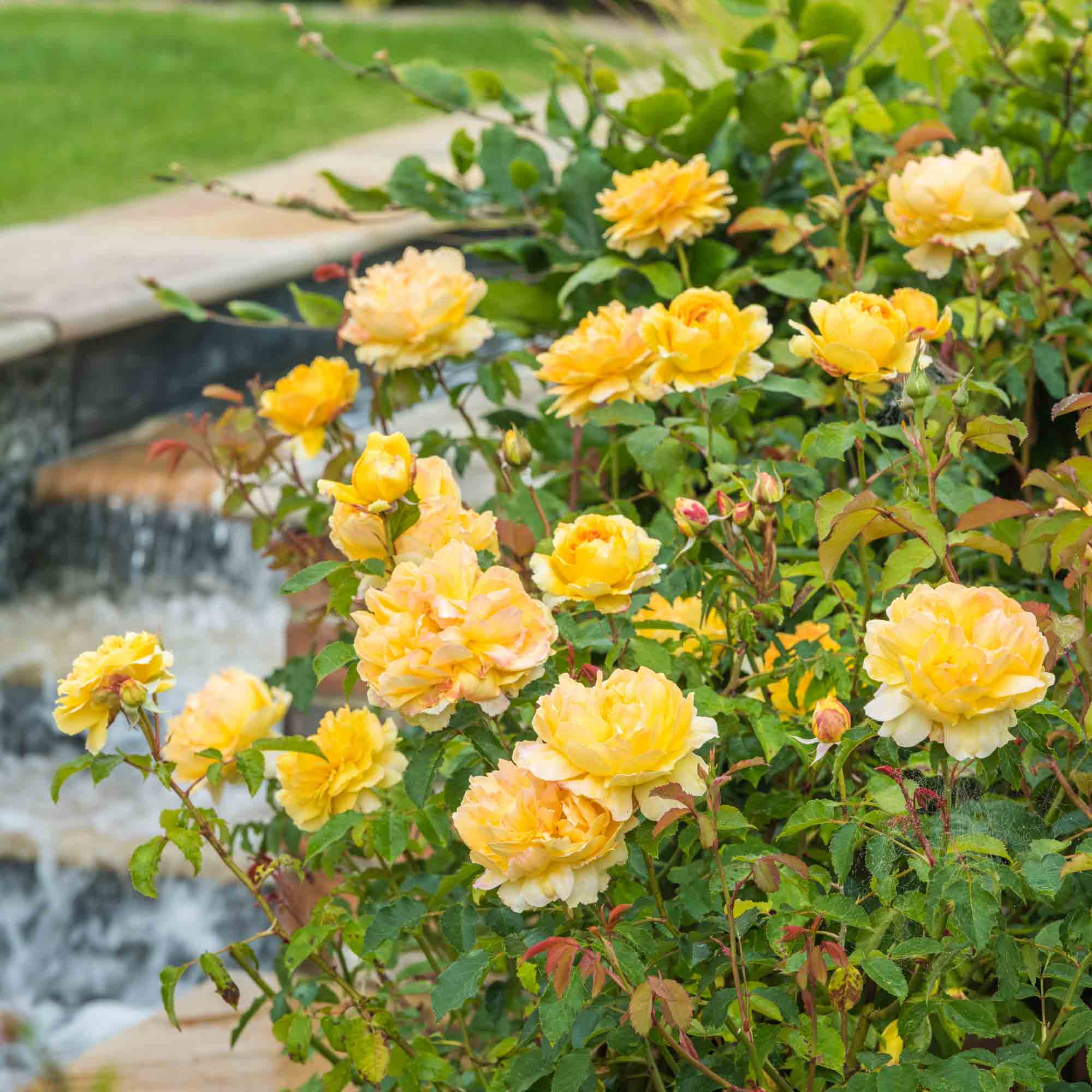 Molineux®