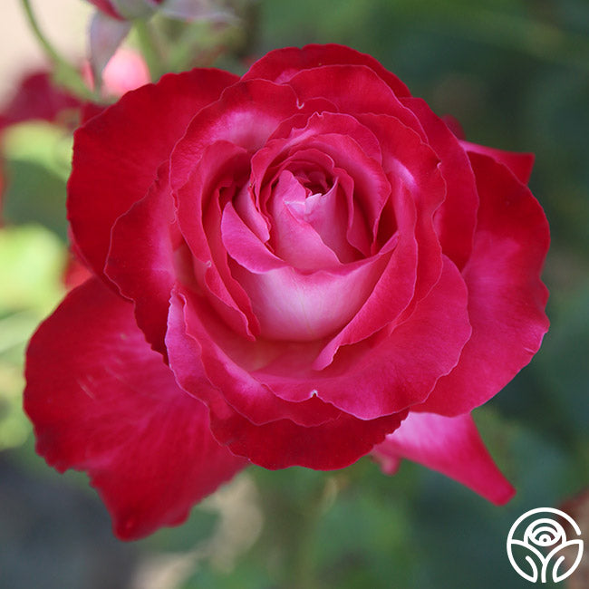 Mon Cheri Hybrid Tea Rose | Pink Rose Bush – Heirloom