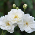 Moonlight