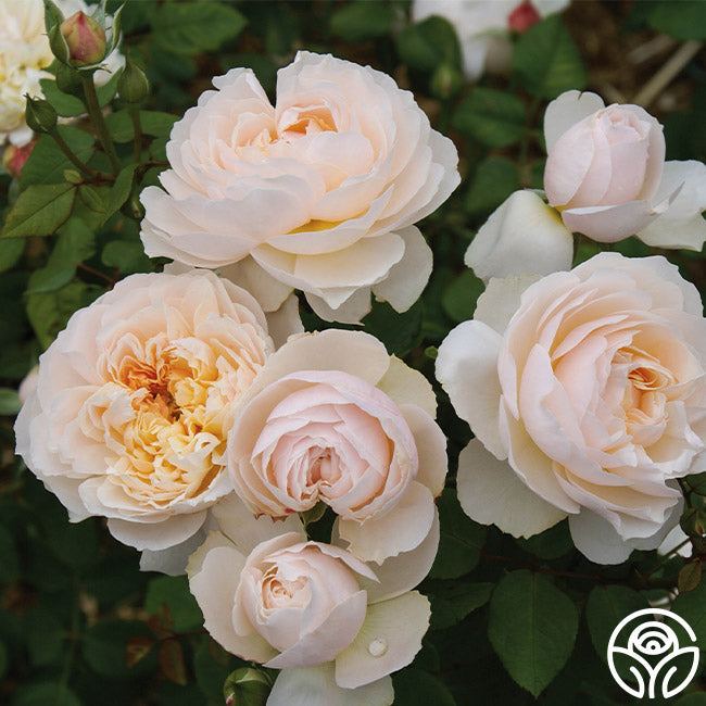 Moonlight Country Roses Moonlight in Paris™ – Heirloom Roses