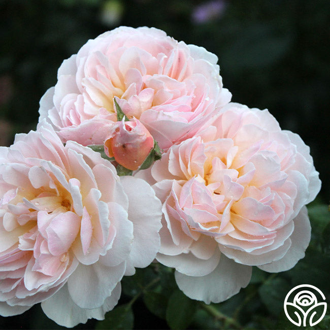 Heirloom Roses Moonlight in Paris