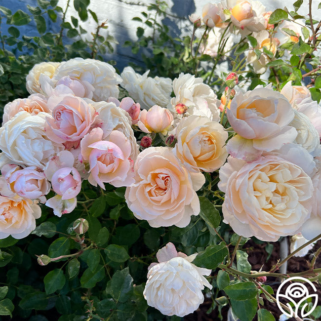 Heirloom Roses Moonlight in Paris - Thumbnail 4