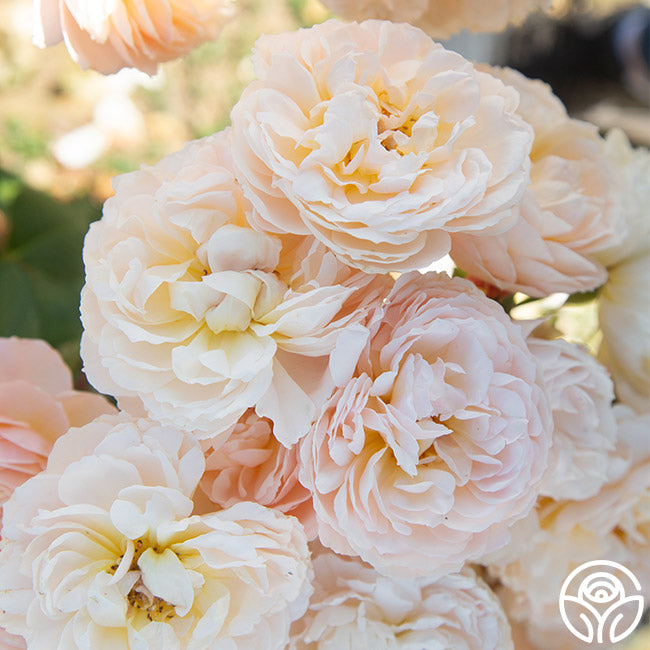 Heirloom Roses Moonlight in Paris - Thumbnail 2