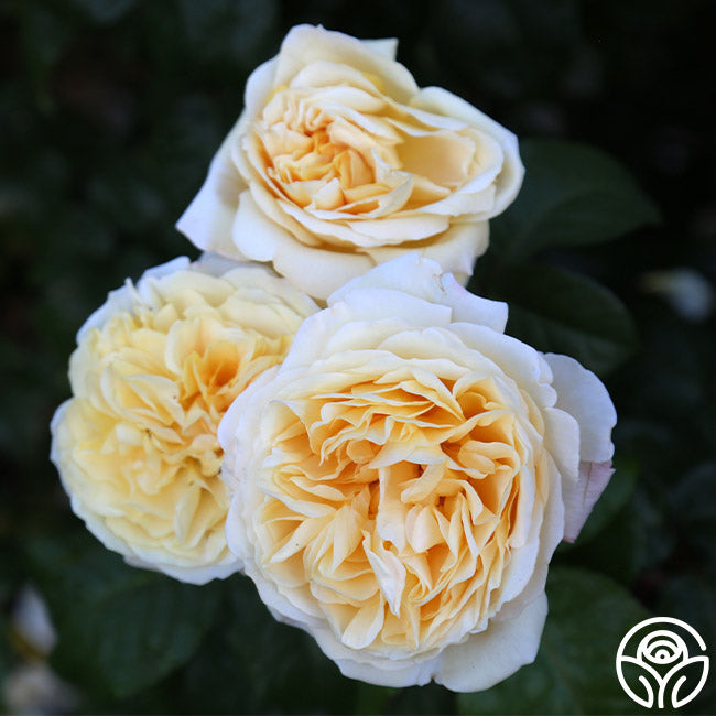 Moonlight Romantica – Heirloom Roses
