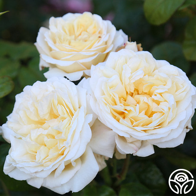 Moonlight Country Roses Moonlight Romantica – Heirloom Roses